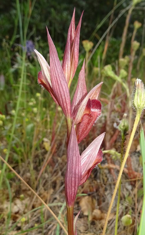 Serapias vomeracea